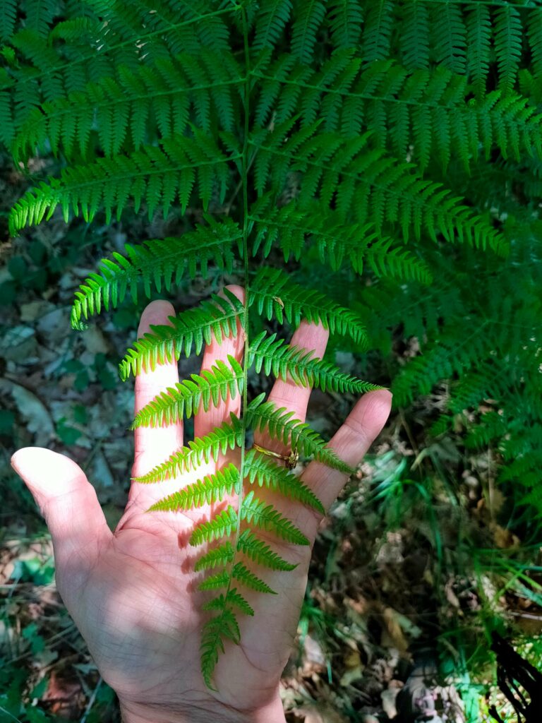 Le toucher est un de nos sens qui nous met en contact avec le milieu forestier