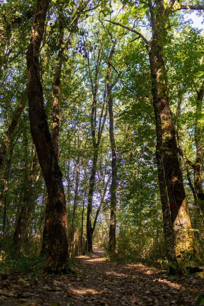 Sylvothérapie - Bain de forêt